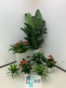 滨江办公室花卉绿植租摆简约组合